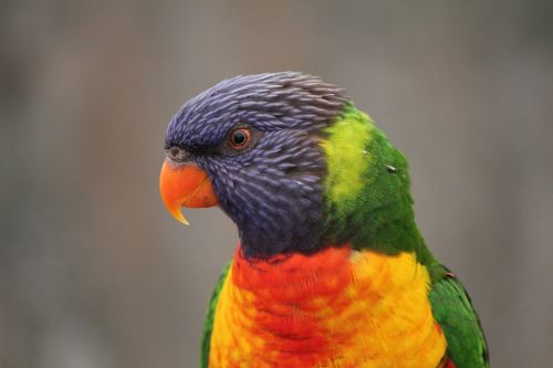 bird wildlife australian bird