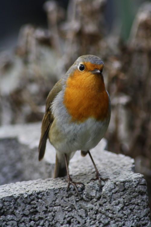 bird red goblets garden