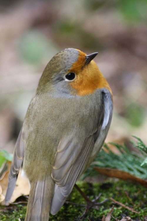 bird red goblets garden