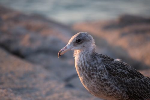 bird seagull rocks