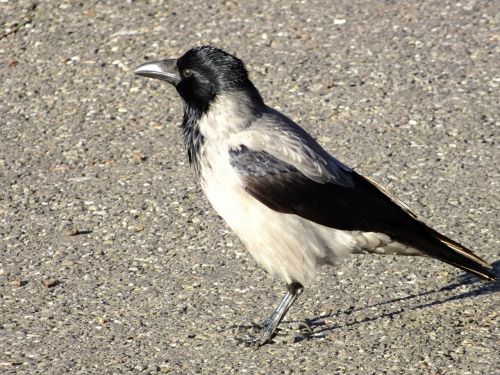 bird game birds magpie