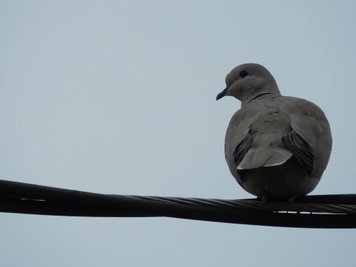 bird dove animal