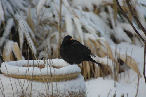 bird snow black