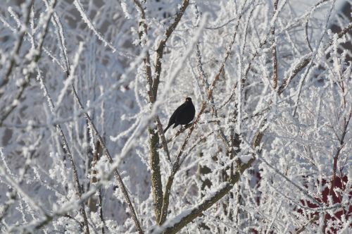 bird snow cold