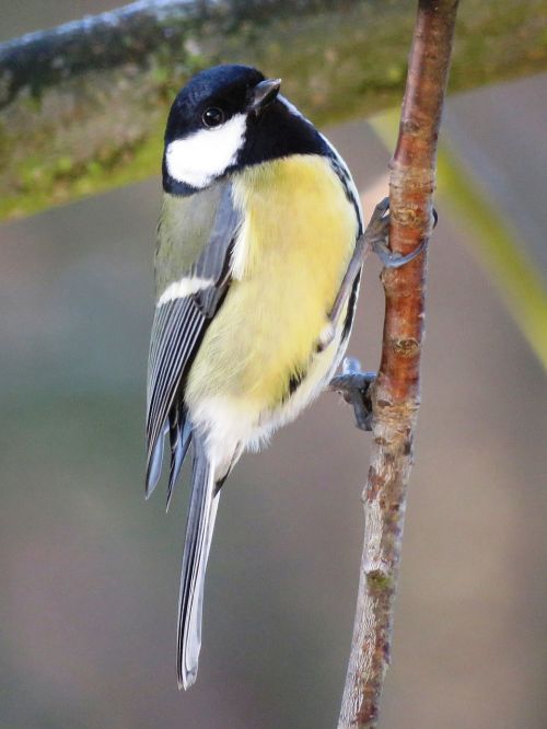 bird tit garden