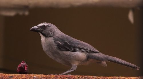 bird wild life rainforest