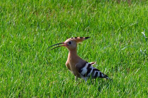 bird breeding bird hoopoe