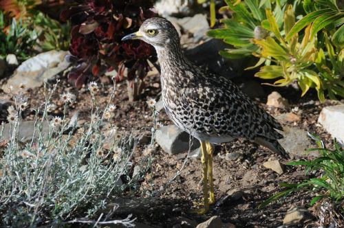 bird thick-knee garden