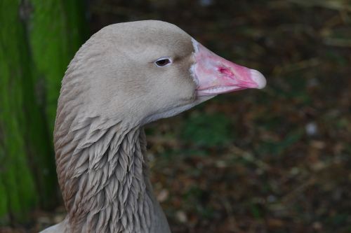 bird goose nature