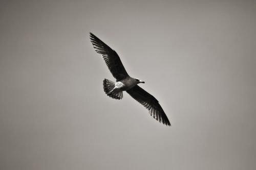 bird seagull sea