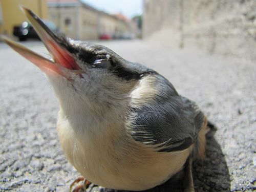 bird macro street