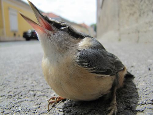 bird macro street