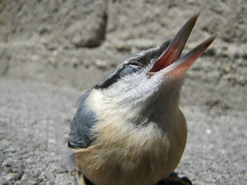 bird macro street