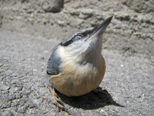 bird macro street