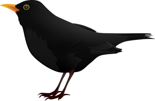 bird black education