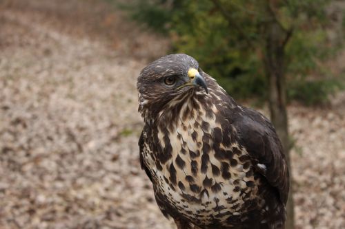 bird nature birds