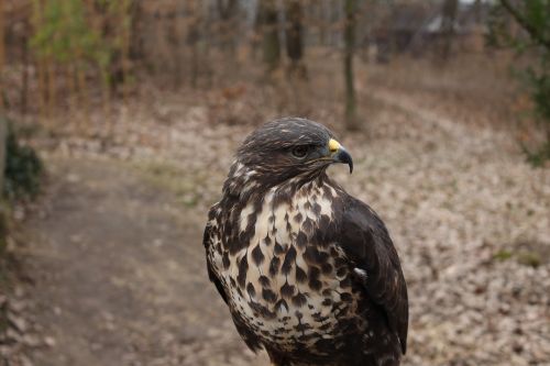 bird nature birds