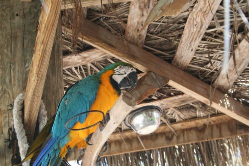 bird tropical nature