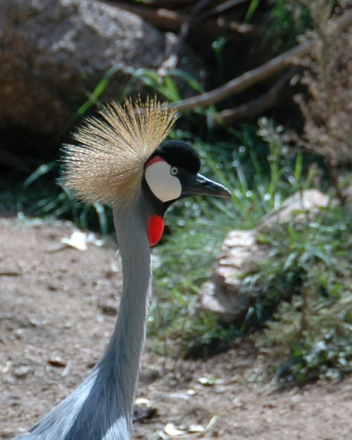 bird wildlife crane