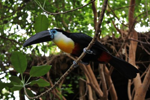 bird toucan zoo