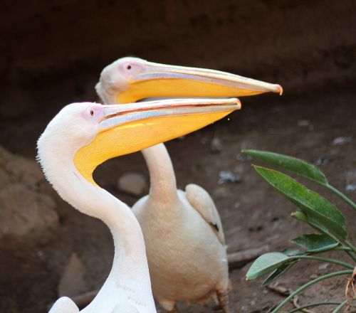 bird yellow white