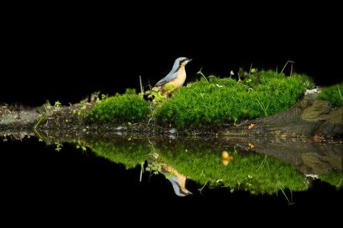 bird reflection tree trunk