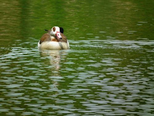 bird water pond