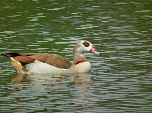 bird water pond