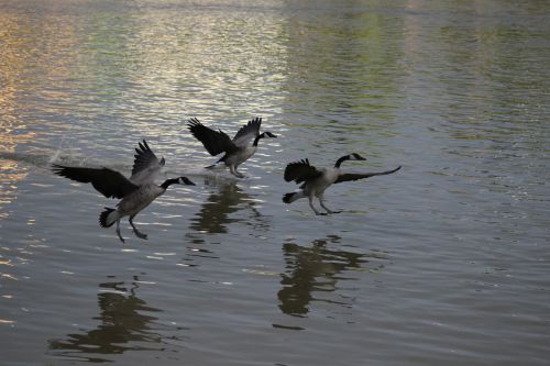 geese pond flight
