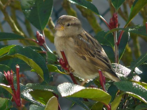 sparrow bird linnet