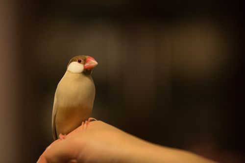 bird japan animal
