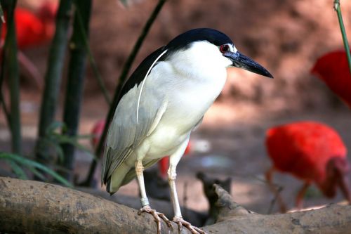 bird tropical striated heron