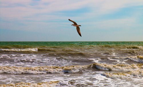 bird seagull sea
