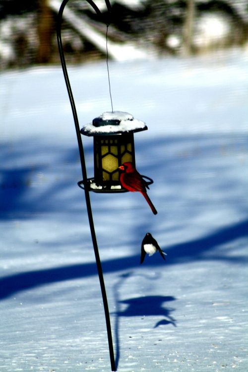 bird feeder winter