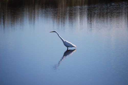 bird lake