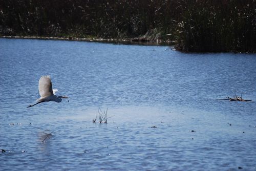 bird lake