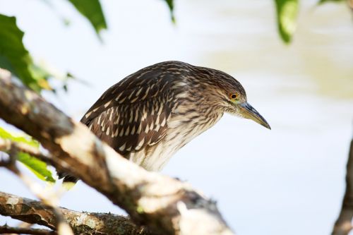 bird striated heron fish eater