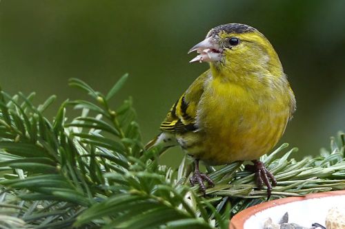 bird siskins spinus psaltria