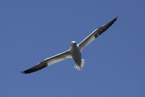 bird gannet nature