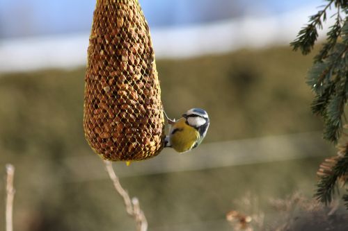 bird blue tit tit