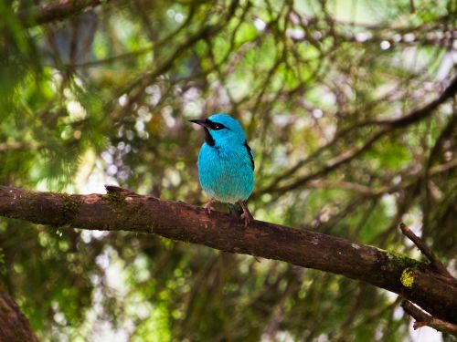 bird birdie colorful bird