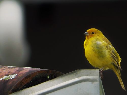 bird yellow finch tropical bird
