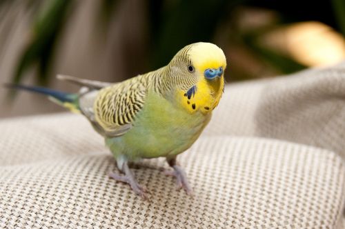 bird yellow nature