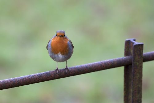 bird robin songbird