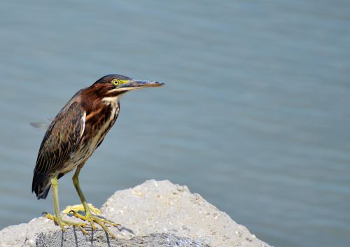 bird sea sea ​​bird