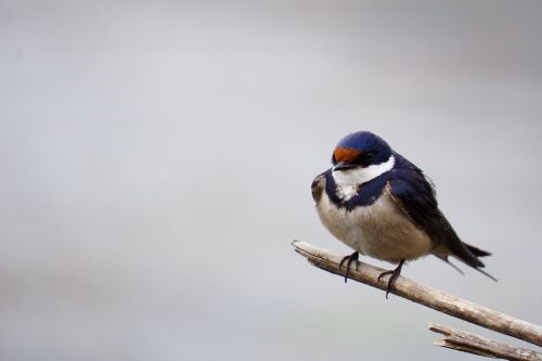 white throated swallow bird nature