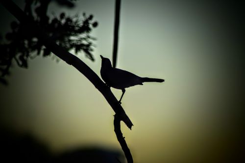 bird silhouette nature