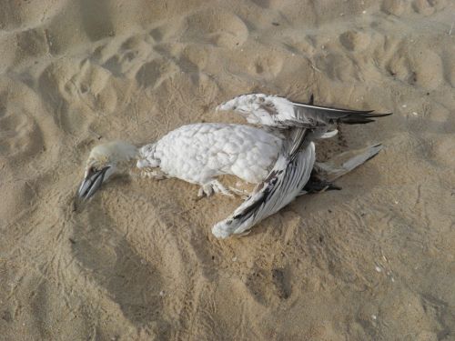 bird dead bird beach