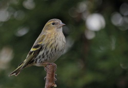 bird perched feathers