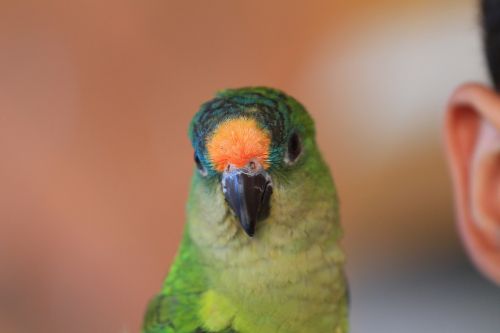 bird parrot pet bird